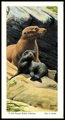 72BBATY 34 California Sea Lion